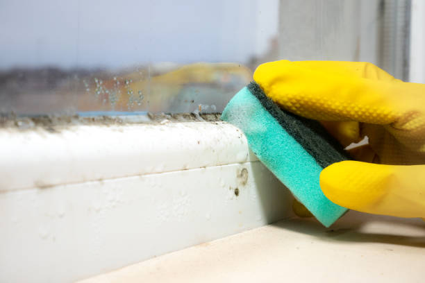 Best Same-Day Mold Removal  in Bell Gardens, CA