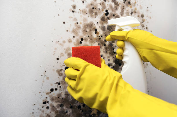 Reliable Bell Gardens, CA Mold Removal Solutions